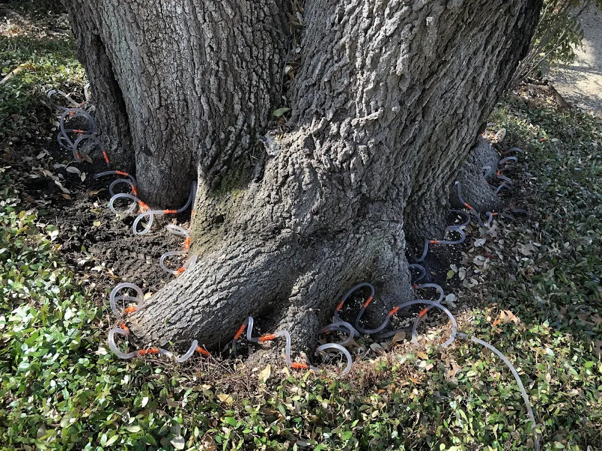 Detailed Tree Cabling and Bracing job site in Blue Mountain