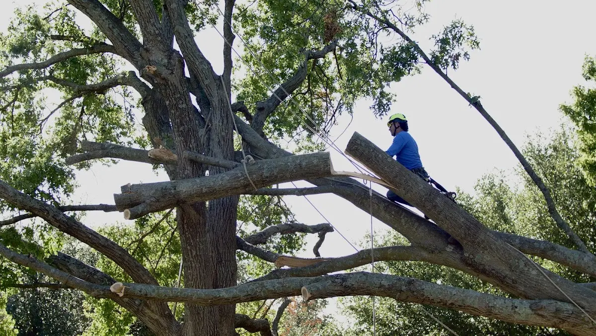 Professional Crown Thinning performed by certified arborists in Blue Mountain